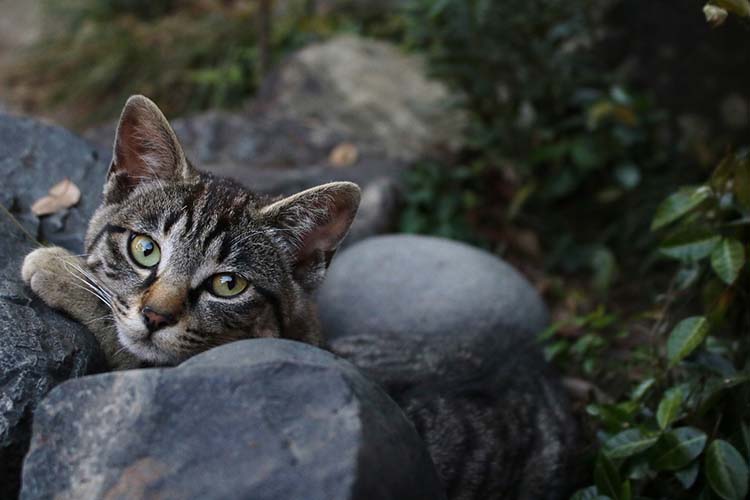 龍泉寺の猫