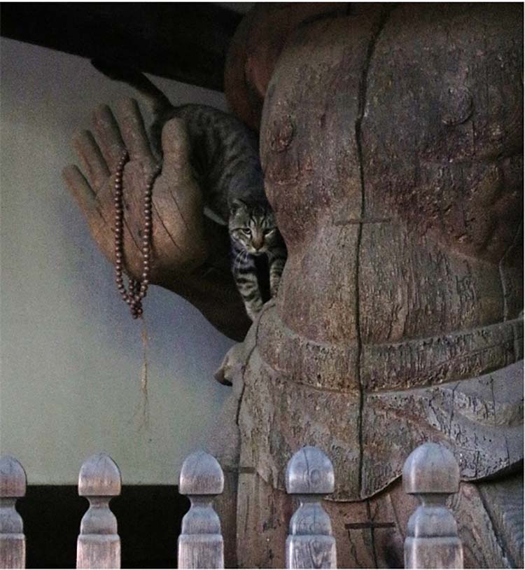 龍泉寺の猫